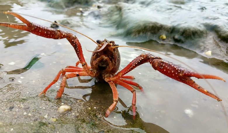 American Invasion: Imported Crawfish Are Taking Over a Park in Berlin