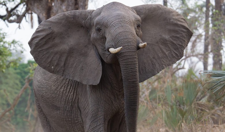 Elephant Tramples and Kills Argentinian Big Game Hunter