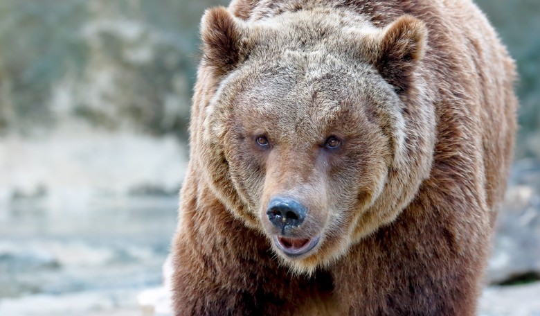 How to Survive a Bear Attack in America