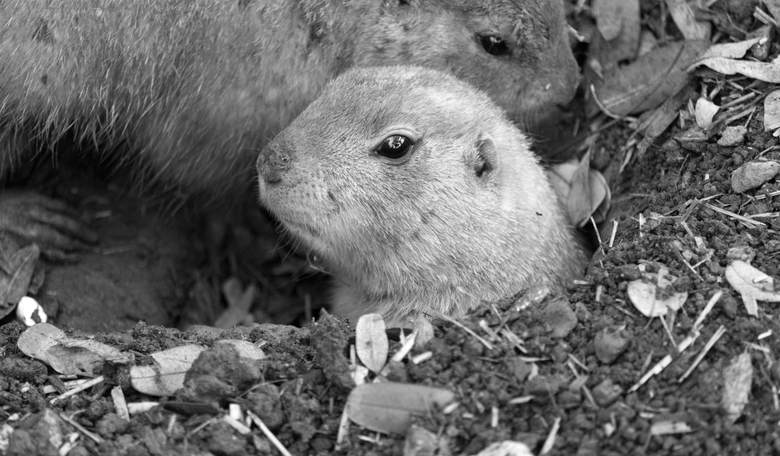 Bubonic Plague-Infected Fleas Discovered in Arizona