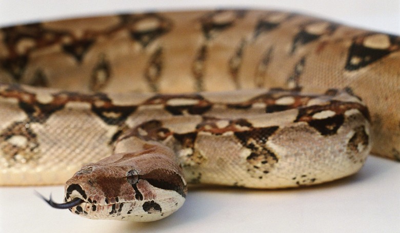 Ohio Firefighters Rescue Woman after Boa Clamps onto Her Face