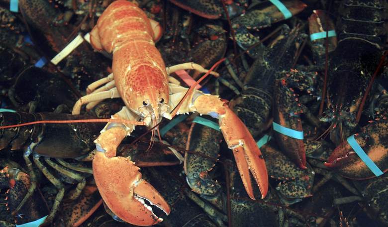 Seafood Company Donates Rare Yellow Lobster to New England Aquarium