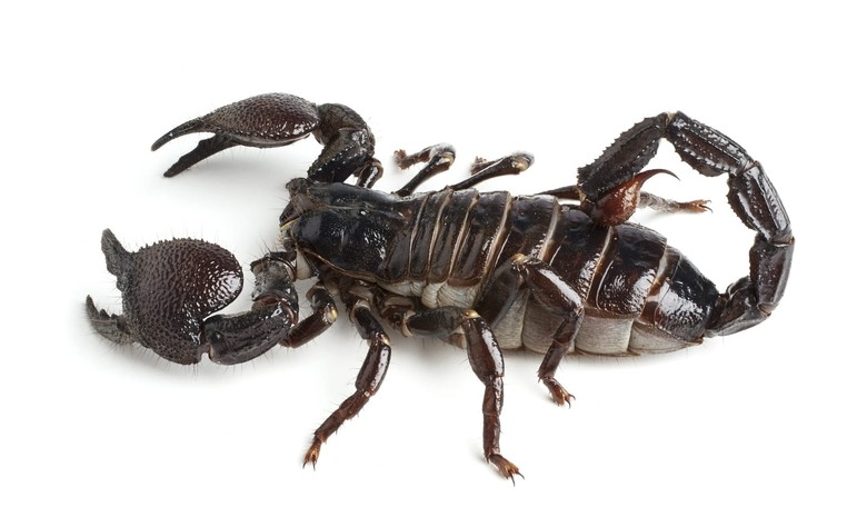 Stowaway Scorpions Disrupt Air Travel— for the Fourth Time This Year!