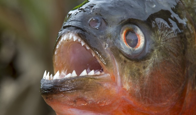 3 Dangerous Animals Prohibited in the State of Florida