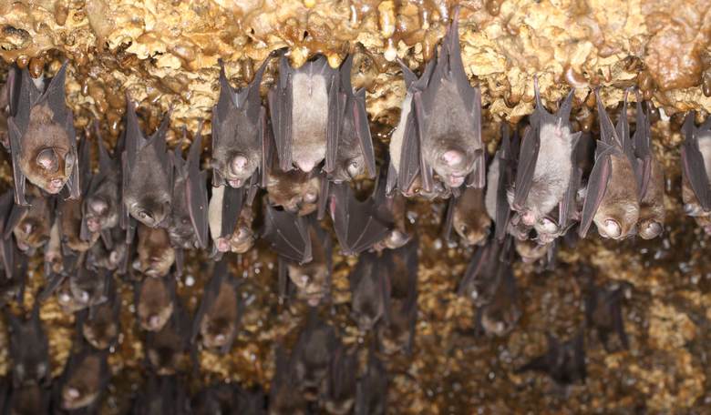Bats Invade a Utah High School
