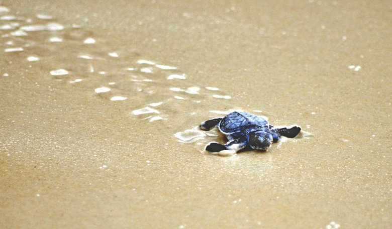 Hurricane Irma Destroyed Thousands of Sea Turtle Nests Along Atlantic Coastline