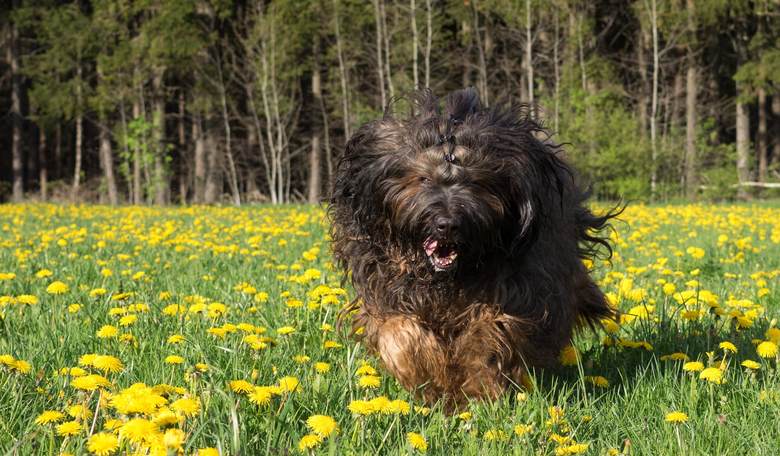 Oregon Court Forces Couple to Surgically Debark Their Dog