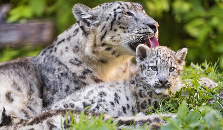 Great News! Snow Leopards Removed from Endangered Species List