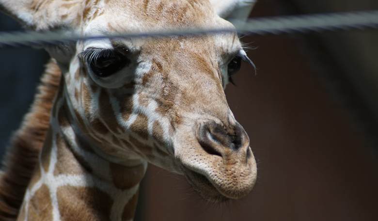 No, There Isn’t a Giraffe On the Loose in Oregon