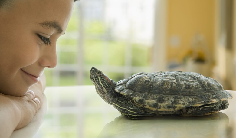 CDC Warns of Virulent Salmonella Outbreak Linked to Pet Turtles in 13 States