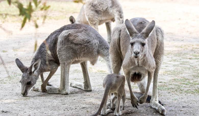 Australians Told to Eat More Kangaroo to Help Curb Population Explosion
