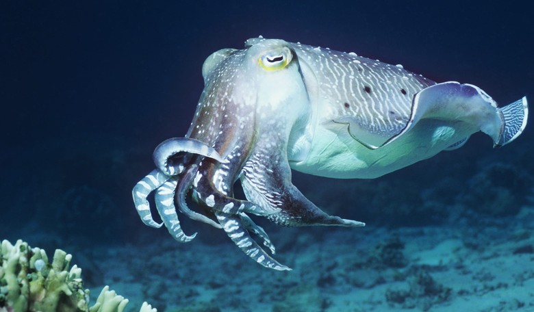 In the Future We'll Swish Squid Ink to Check for Gum Disease