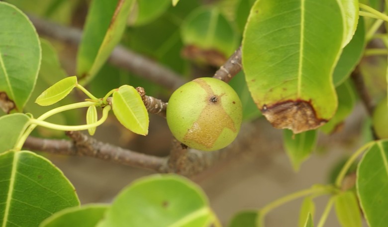 Three of Earth’s Most Dangerous Plants