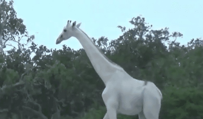 These Rare Giraffes Are Plain White