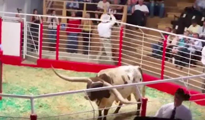 Would You Pay $160k for a Bull?