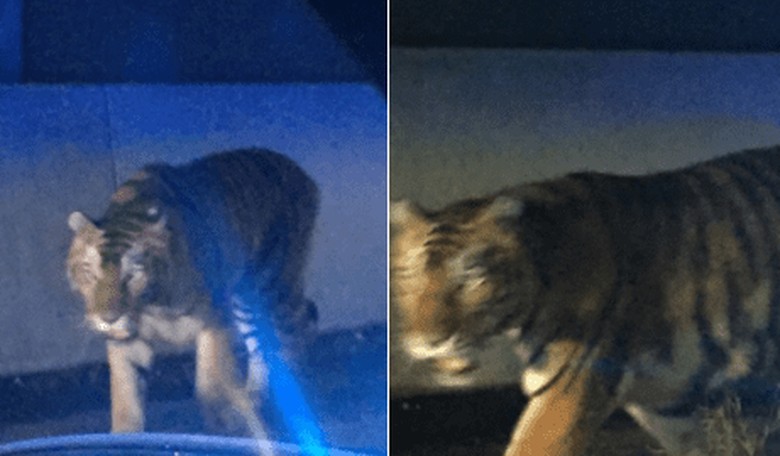 Police Shoot Bengal Tiger in Atlanta Residential Area as Terrified Neighbors Watch