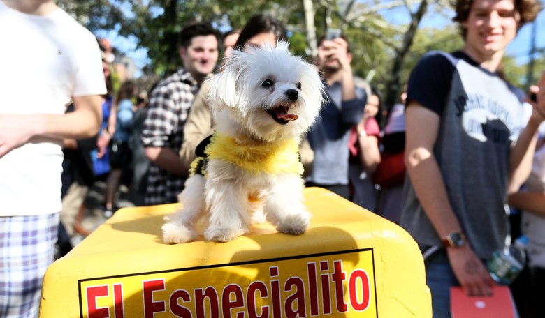 Dogs Show off Creative Halloween Costumes in NYC Parade