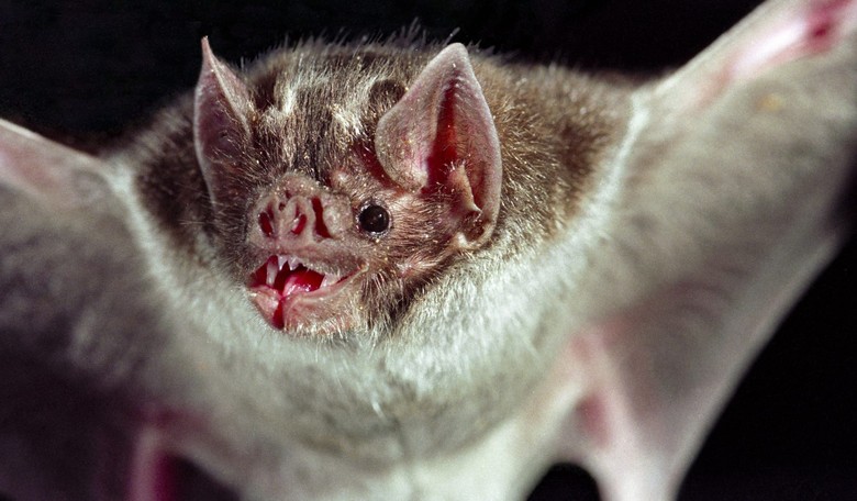 New Health Risk in Central and S. America: Vampire Bats Discovered Drinking Human Blood