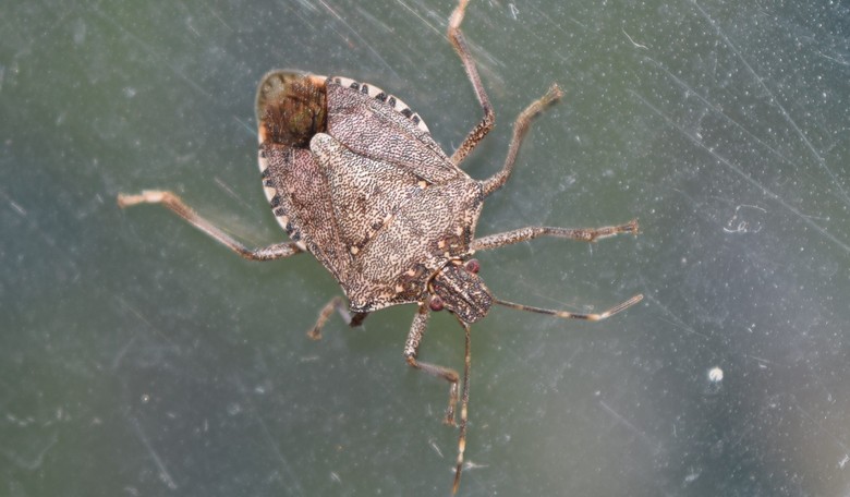 Massive Stink Bug Invasion Sweeps Northeast and Midwest
