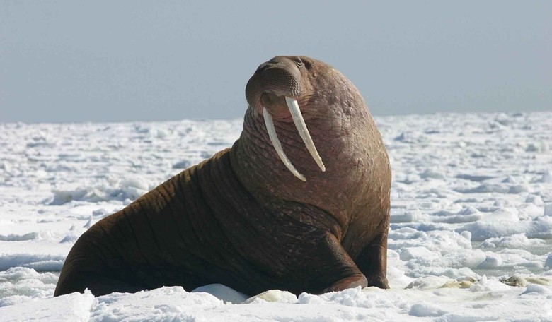 Environmental Group Sues Trump Administration Over Walruses