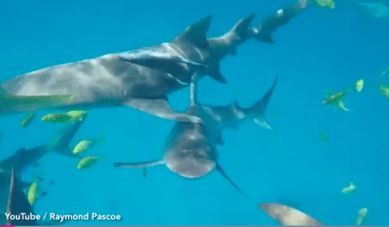 A Real-Life Nightmare-- Watch This Shark Try to Eat a Go-Pro Camera