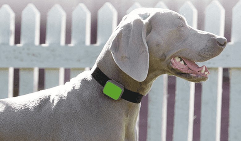 Here's Some Great Technology to Track Your Kids — and Your Pets
