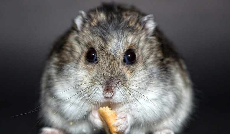 Utility Company Surprises Little Girl With Hamster After Getting Her Letter