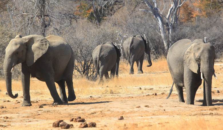 Kristol, Trippi Group Pushes Back Against Trump on Big-Game Hunting Trophies