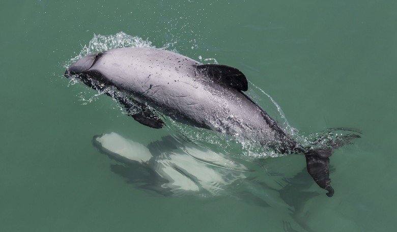 Male Dolphins Are Total Gift-Bearing Players When Courting Females
