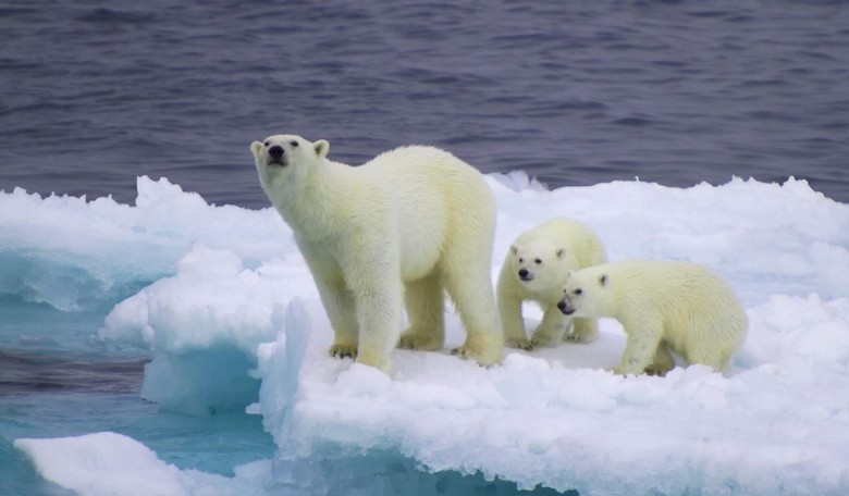 Greens Howl as Trump Administration Proposes Changes to Endangered Species Act