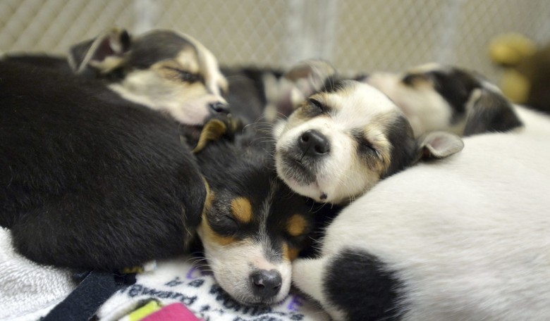 Lobbyists' Claws Out Over Destination of Humane Society Donations