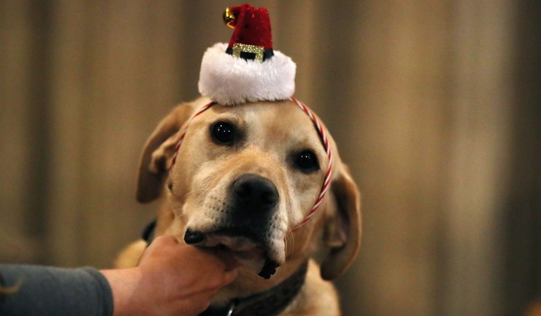 Los Angeles Animal Shelters May Put Dogs on Vegan Diet