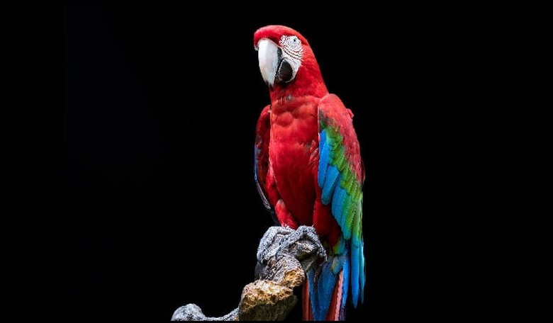 Don't Let Your Children Be Parrots