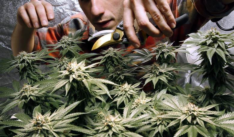 Attach States' Rights Guarantee on Pot to Criminal Justice Reform, Argues GOP Senator