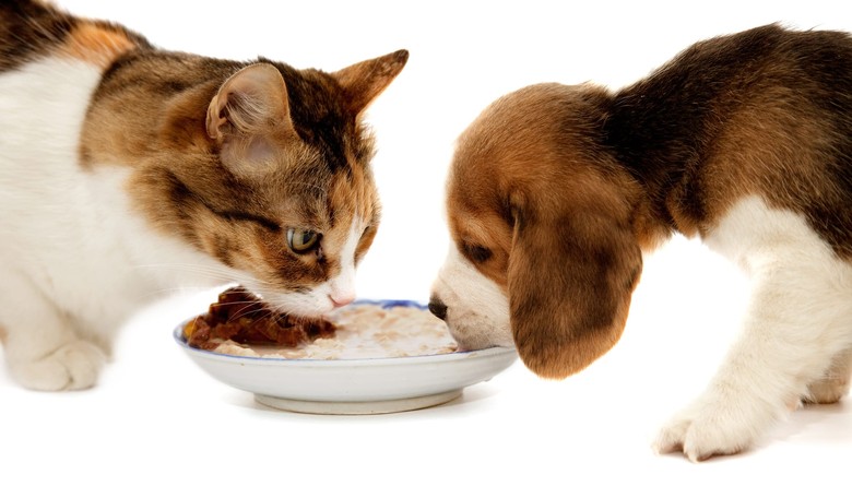 Viral Petition Asks Lawmakers to Extend Food Stamp Benefits to Pets