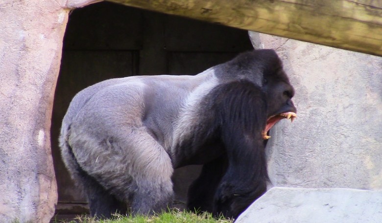 Students Petition to Ban ‘Offensive’ Evolutionary Psychologist