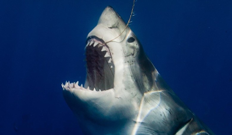 Here's How Reports of Trump's Stormy Daniels Affair Gave SHARK CHARITIES a Boost Worldwide
