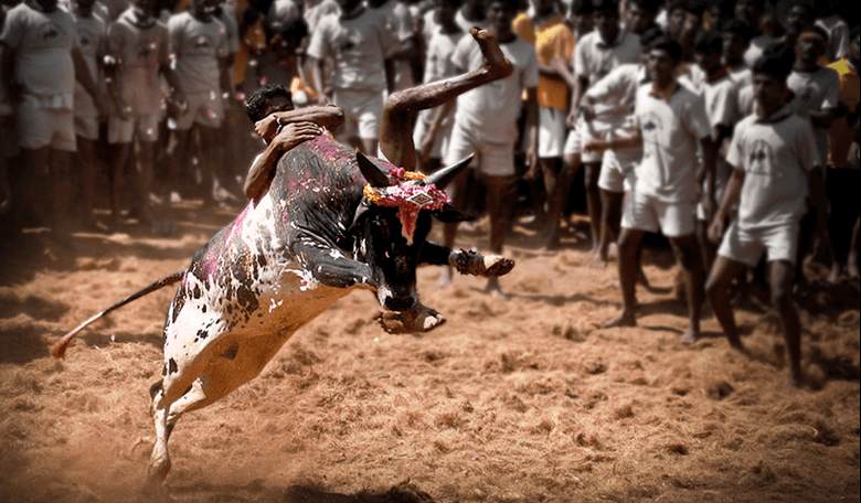 Five Men Gored to Death, 60 Injured at Bull-Taming Contest in India