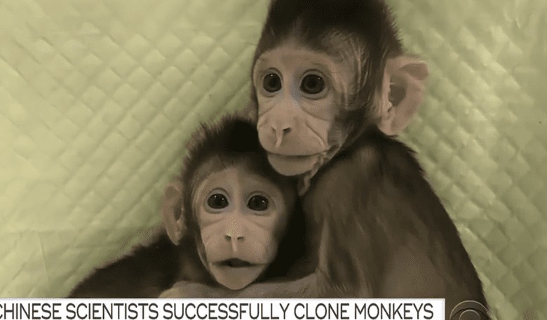 Scientists Successfully Clone Monkeys