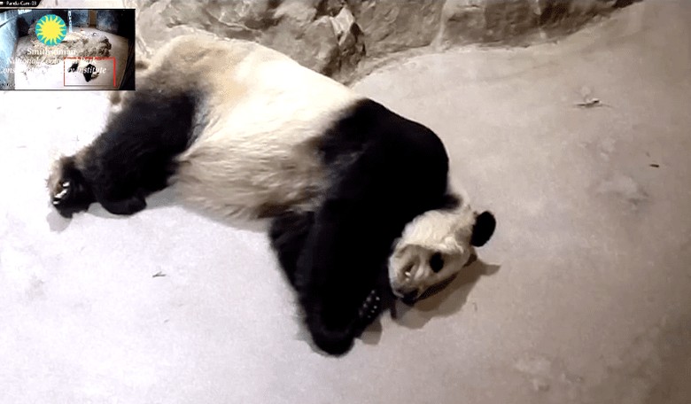 Tucker Carlson Tells the Ugly Truth About Pandas