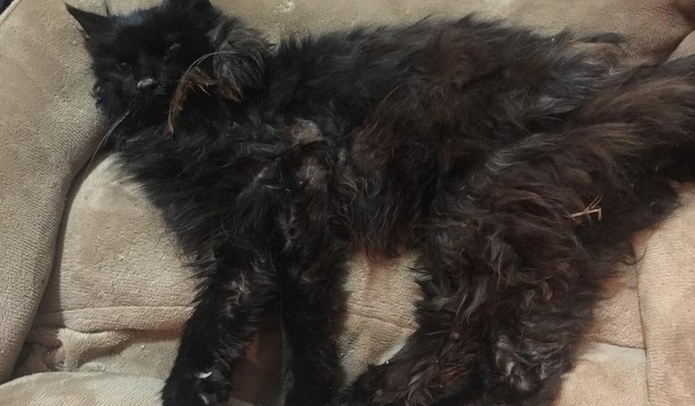 How a Half-Dead Cat Found in Freezing Rain 20 Miles from Home Was Reunited with His Owner
