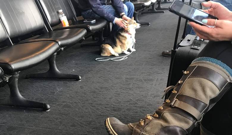 Corgi Wanders Away from Owner to Comfort Grieving Stranger at Idaho Airport