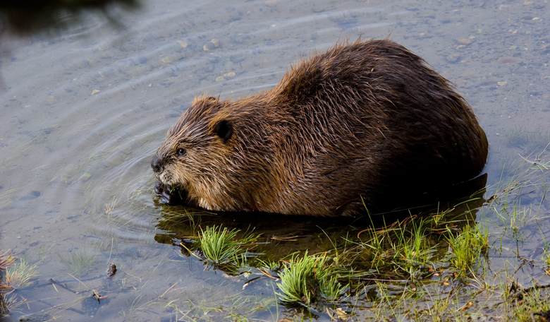 California Sets Up 24-Hour Hotline to Report 20-Pound Rodent Sightings