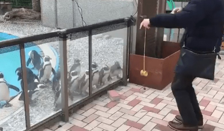 Watch Penguins Get Transfixed by a Yo-Yo