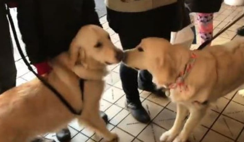 Dog Sisters Separated by Adoption in Russia Find Each Other a Year Later—in Seattle