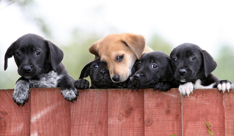 Sec. Shulkin Backtracks on Veteran Admin's Medical Experiments on Puppies