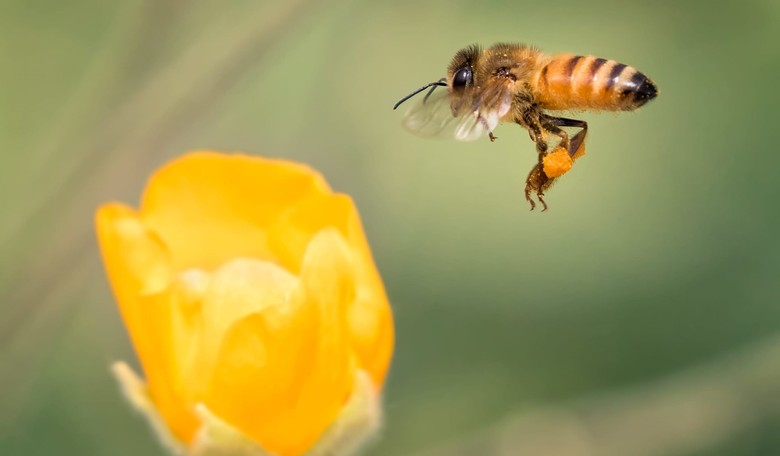 Walmart Applies for Patent to Develop Drone Bees