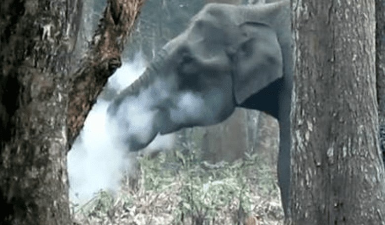Elephant Caught Smoking in the Woods