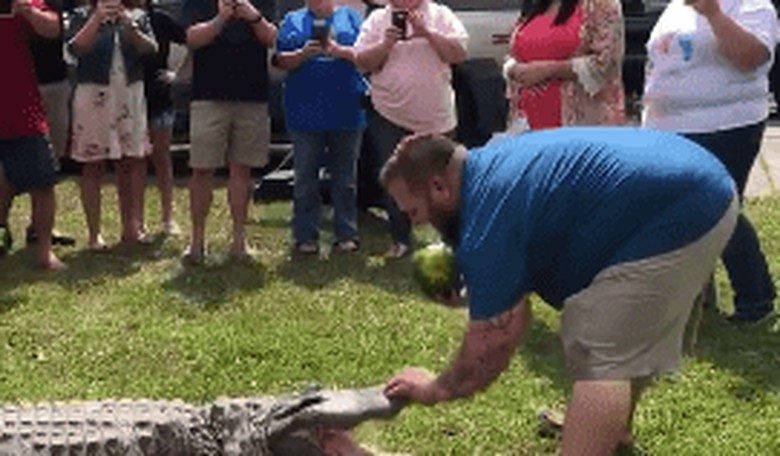 Couple Uses Alligator for Strangest Gender Reveal Ever