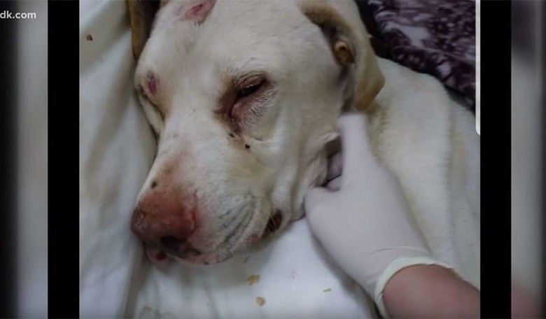 Yellow Lab Found Alive in a Ditch Weeks after Being Shot, Beaten with a Hammer